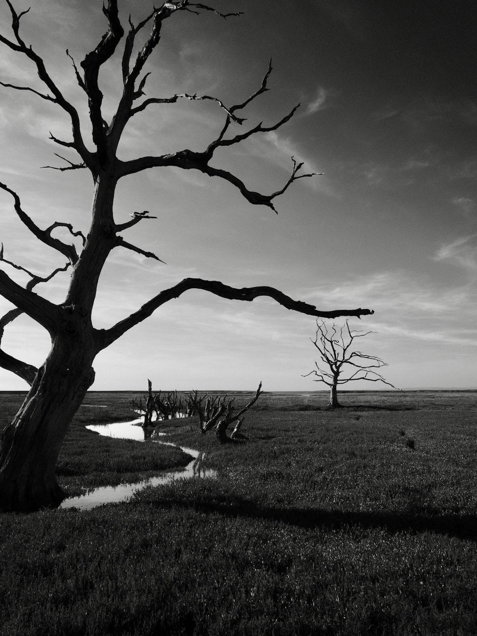 Black and white landscape photograph featuring a large bare tree in the foreground, a small winding stream, grassy marshland, and another bare tree in the distance under a cloudy sky.